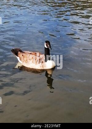 Eine Ente im See in London, Großbritannien. Stockfoto