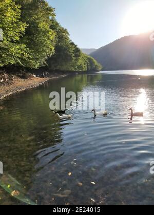 Der See in Forty Hall in Enfield, London. Enten und Schwäne am See. Stockfoto