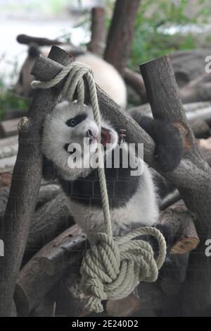 Berlin, 14.02.2020: Zwei Wochen nach dem Einzug der Pandas in ihr neues Gehege fährt Normalität ein. Die Zwillinge Meng Xiang und Meng Yuan alias Pit Stockfoto