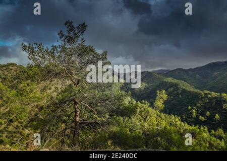 Paphos-Forst, Troodos-Gebirge, Zypern Stockfoto