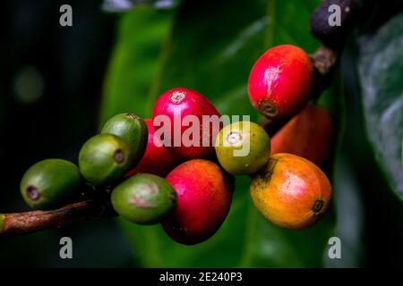 Frische Bio-rote rohe und reife Kaffeekrauschbohnen auf Baum, Landwirtschaft Plantage im südlichen Teil von Indien. Stockfoto