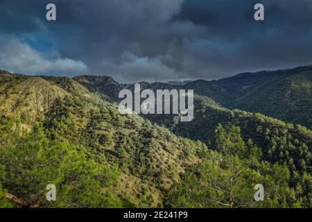 Paphos-Forst, Troodos-Gebirge, Zypern Stockfoto