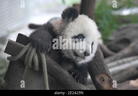 Berlin, 14.02.2020: Zwei Wochen nach dem Einzug der Pandas in ihr neues Gehege fährt Normalität ein. Die Zwillinge Meng Xiang und Meng Yuan alias Pit Stockfoto