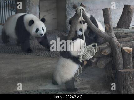 Berlin, 14.02.2020: Zwei Wochen nach dem Einzug der Pandas in ihr neues Gehege fährt Normalität ein. Die Zwillinge Meng Xiang und Meng Yuan alias Pit Stockfoto