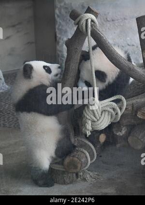 Berlin, 14.02.2020: Zwei Wochen nach dem Einzug der Pandas in ihr neues Gehege fährt Normalität ein. Die Zwillinge Meng Xiang und Meng Yuan alias Pit Stockfoto