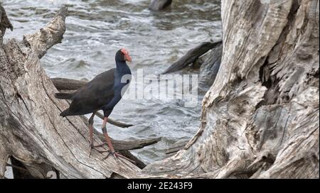 Purple Swamphen steht auf einem toten Baum Stockfoto
