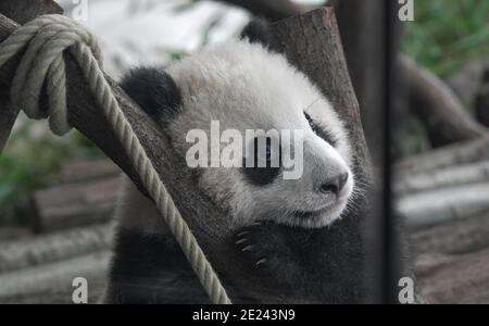 Berlin, 14.02.2020: Zwei Wochen nach dem Einzug der Pandas in ihr neues Gehege fährt Normalität ein. Die Zwillinge Meng Xiang und Meng Yuan alias Pit Stockfoto