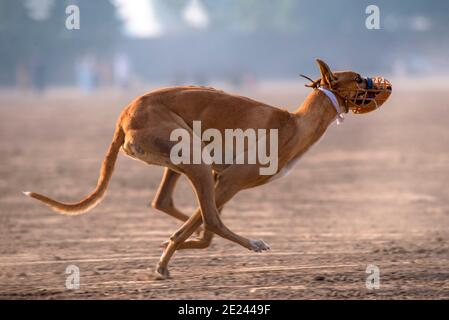 Der Greyhound ist eine Hunderasse, ein Windhund, der für Coursing Spiel und Windhundrennen gezüchtet wurde. Stockfoto