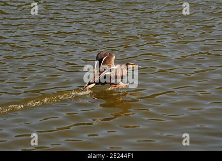 Die Ente flog zum Waldsee. Stockfoto