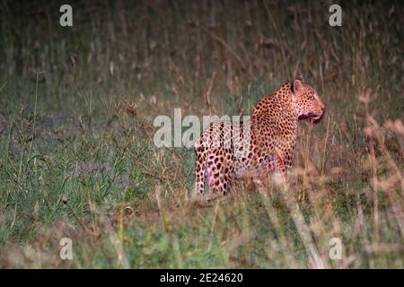 Leopard (Panthera pardus), nächtliche Aktivität. Tier im Freien mit Spot Licht von einem lizenzierten Allradfahrzeug gefangen. Botswana. Stockfoto