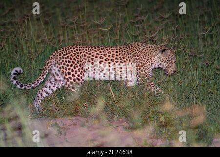 Leopard (Panthera pardus), nächtliche Aktivität. Tier im Freien mit Spot Licht von einem lizenzierten Allradfahrzeug gefangen. Botswana. Okavanga Delta. Stockfoto