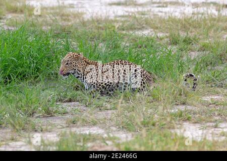 Leopard (Panthera pardus). Aktivität bei Tageslicht. Tier im Freien gefangen, Lippen lecken, löschen, Durst aus einem kleinen Wasserloch befriedigen. Botswana. Stockfoto