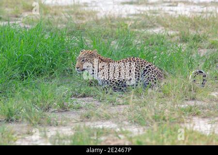 Afrikanischer Leopard (Panthera pardus). Hocken, sitzen, kurz vor dem Abreisen nach dem Trinken. Gefleckter Mantel oder Pelage, gesehen gegen Gras Ende der Regenzeit. Stockfoto