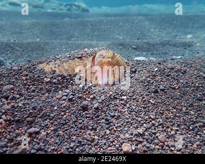 Gemeiner Tintenfisch unter Wasser in El Hierro Kanarische Inseln, Kieselsteine auf dem Boden des Ozeans Stockfoto