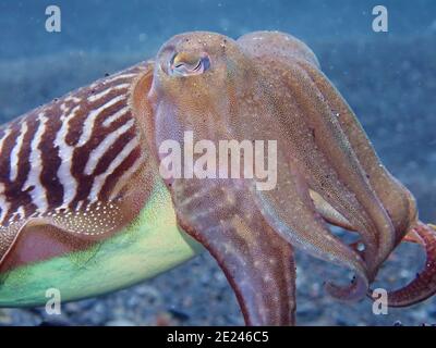 Nahaufnahme eines gemeinen Tintenfischs unter Wasser in El Hierro Canary inseln Stockfoto