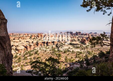 Der Needles Bezirk von der Nähe Chesler Park, Canyonlands National Park, Utah, USA. Stockfoto