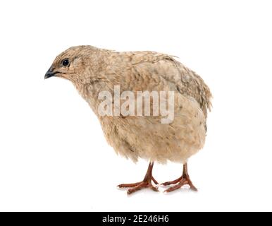 Japanische Wachteln vor weißem Hintergrund Stockfoto