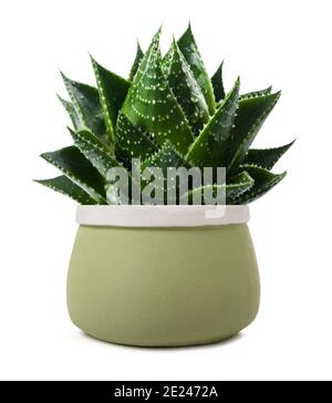 Aloe Pflanze in Vase isoliert auf weiß Stockfoto