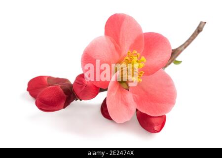 Chaenomeles speciosa Blumen isoliert auf weißem Hintergrund Stockfoto