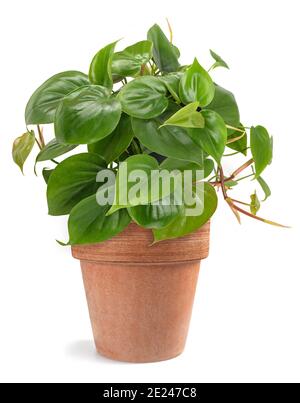 Herz Blatt Philodendron isoliert auf weißem Hintergrund Stockfoto