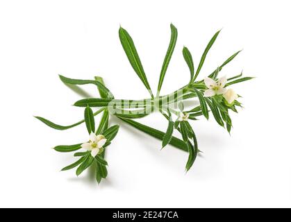 Spaltsteine (Galium aparine) isoliert auf weißem Hintergrund Stockfoto