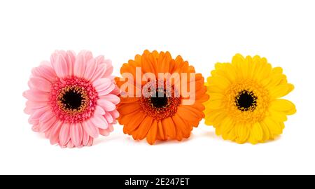 Gerbera Blumen Köpfe auf weißem Hintergrund Stockfoto