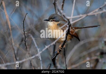 Der ashige prinia oder ashige Wrensänger ist ein Waldsänger aus der Familie Cisticolidae. Diese prinia ist ein residenter Züchter auf dem indischen Subkontinent Stockfoto