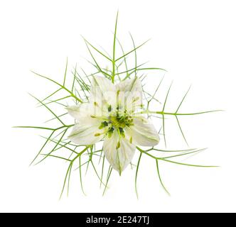 Liebe in einer Nebelblume auf weiß isoliert Stockfoto