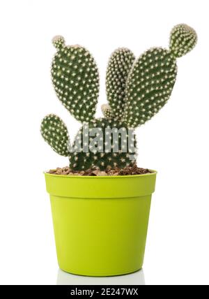 Hasen Ohren Kaktus in Vase isoliert auf weiß Stockfoto