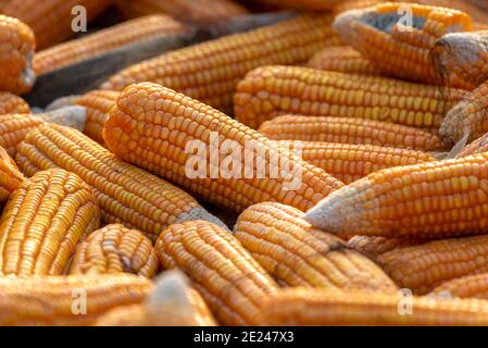 Mais, auch Mais genannt, ist ein Getreidekorn, das vor etwa 10,000 Jahren von indigenen Völkern im Süden Mexikos domestiziert wurde. Stockfoto