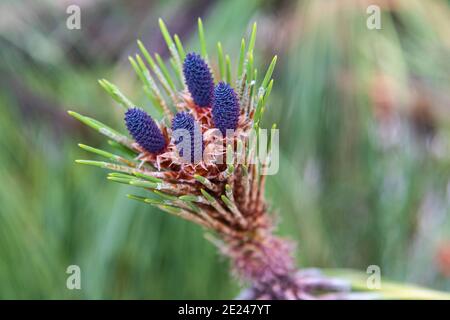 Montezuma Kiefer mit blauen jungen Zapfen Stockfoto