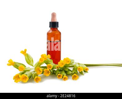Cowslip Primrose Blumen und Flasche mit Essenz isoliert auf weiß Hintergrund