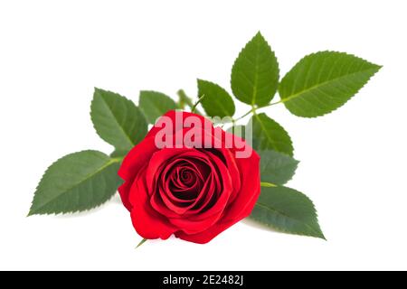 Rote rose Blume isoliert auf weißem Hintergrund Stockfoto