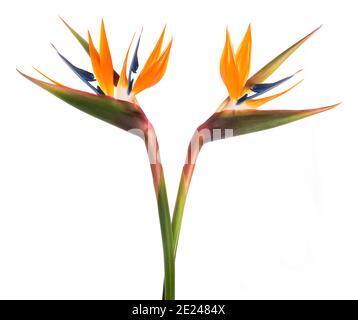 Bird of paradise (Strelitzia reginae) auf weißem Hintergrund Stockfoto