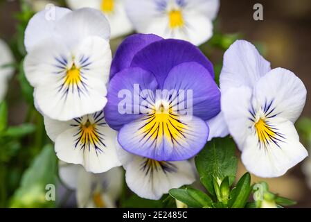 Weiße und violette Stiefmütterchen im Garten Stockfoto