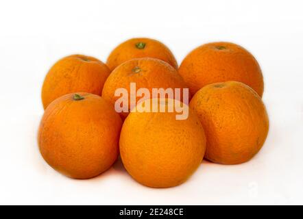 Citrus ist eine Gattung von blühenden Bäumen und Sträuchern in der Familie der Rue, Rutaceae. Pflanzen der Gattung produzieren Zitrusfrüchte, Stockfoto