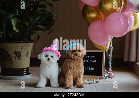 Süße weiße Bichon Frise und Teetasse Pudel Hunde Geburtstag zu Hause feiern. Haustiere Party mit Heißluftballons rosa und Gold Farbe. Haustierartikel Stockfoto