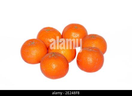 Citrus ist eine Gattung von blühenden Bäumen und Sträuchern in der Familie der Rue, Rutaceae. Pflanzen der Gattung produzieren Zitrusfrüchte, Stockfoto