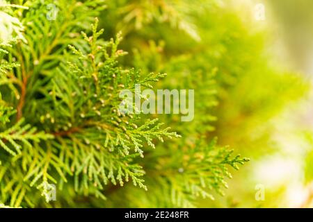 Selektive Fokusaufnahme der Wacholderzweige Stockfoto