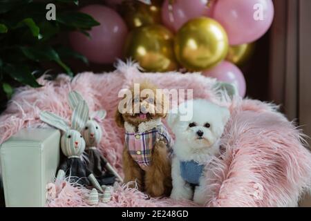 Süße weiße Bichon Frise und Teetasse Pudel Hunde Geburtstag zu Hause feiern. Haustiere Party mit Heißluftballons rosa und Gold Farbe. Haustierartikel Stockfoto