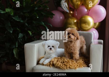 Süße weiße Bichon Frise und Teetasse Pudel Hunde Geburtstag zu Hause feiern. Haustiere Party mit Heißluftballons rosa und Gold Farbe. Haustierartikel Stockfoto