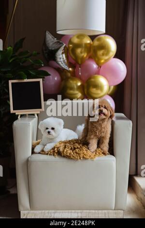 Süße weiße Bichon Frise und Teetasse Pudel Hunde Geburtstag zu Hause feiern. Haustiere Party mit Heißluftballons rosa und Gold Farbe. Haustierartikel Stockfoto