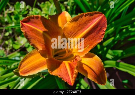 Draufsicht auf eine orangefarbene Seerosenblume im Garten Stockfoto