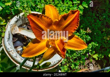 Draufsicht auf eine orangefarbene Seerosenblume im Garten Stockfoto