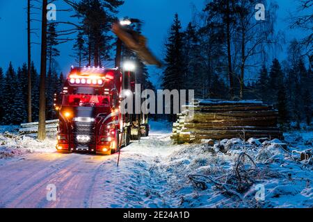 In der Abenddämmerung werden Holzstämme auf Lastwagen geladen Stockfoto