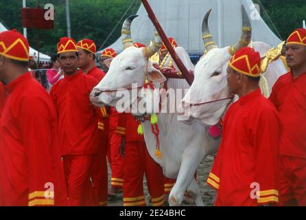 Die königliche Pflügezeremonie ist ein altes Brahman-Ritual, das jedes Jahr in Bangkok in Sanam Luang vor dem Großen Palast stattfindet. Die Veranstaltung wird durchgeführt, um einen glücklichen Start in die Reisanbauzeit zu gewinnen. Heilige weiße Ochsen pflügen das Sanam Luang Feld, das dann mit Samen gesät wird, die vom König gesegnet werden. Die Bauern sammeln dann die Samen, um sie auf ihren eigenen Feldern wieder anzupflanzen. Diese Zeremonie wird auch in Kambodscha und Sri Lanka durchgeführt. Stockfoto