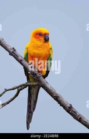 Sun conure, Aratinga solstitialis, thront auf einem Ast vor blauem Himmel Hintergrund. Dieser lebendige Sittich stammt aus dem Nordosten Südamerikas. Stockfoto