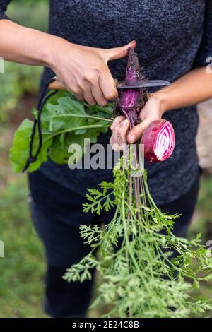 Womans Hände Reinigung lila Karotte mit Messer Stockfoto