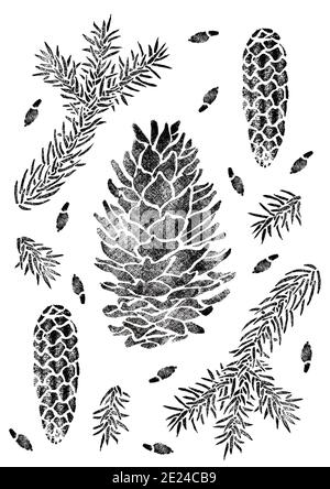 Fichtenposter isoliert auf weiß. Picea Zweig, Kegel, Samen. Handgezeichnete botanische Illustration Stockfoto