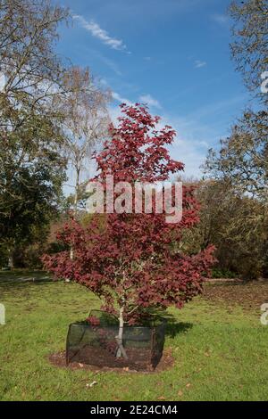 Leuchtend rote Herbstblätter auf einem Chang's Sweet Gum Tree (Liquidambar acalycina 'Spinners'), der in einem Garten in Rural Devon, England, Großbritannien wächst Stockfoto